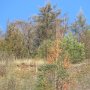 Die Flora findet ihren Weg im Gestein